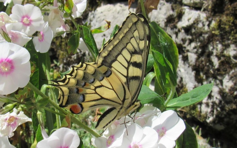Papillons - Le machaon - Papilio machaon