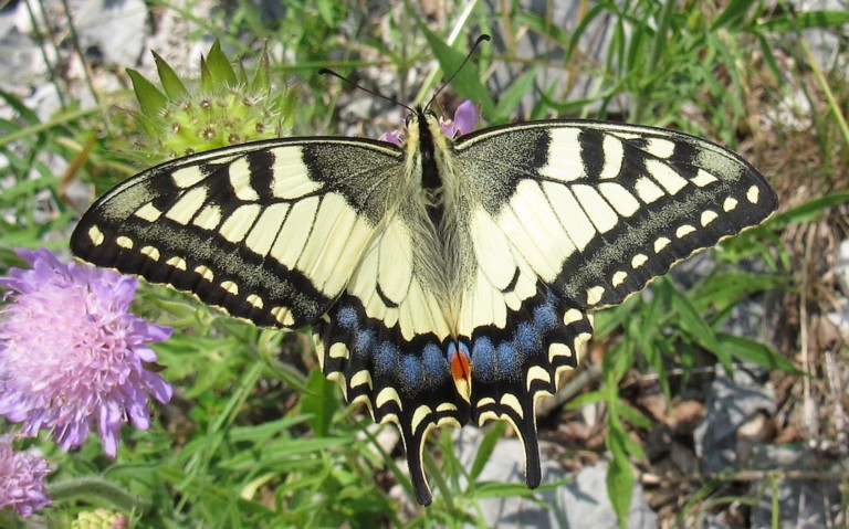 Papillons - Le machaon - Papilio machaon