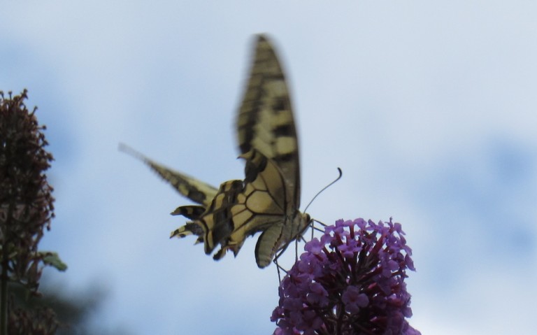 Papillons - Le machaon - Papilio machaon
