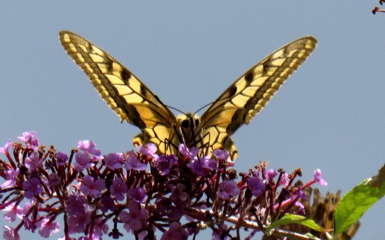Papillons - Le machaon - Papilio machaon