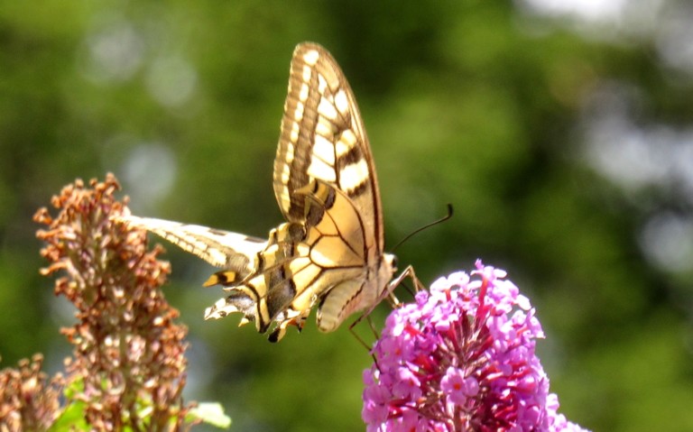 Papillons - Le machaon - Papilio machaon