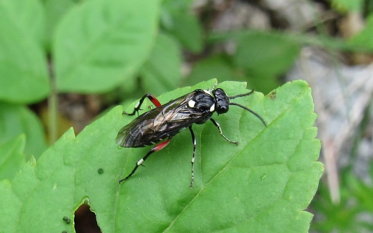 Tenthredidés - Macrophya punctumalbum