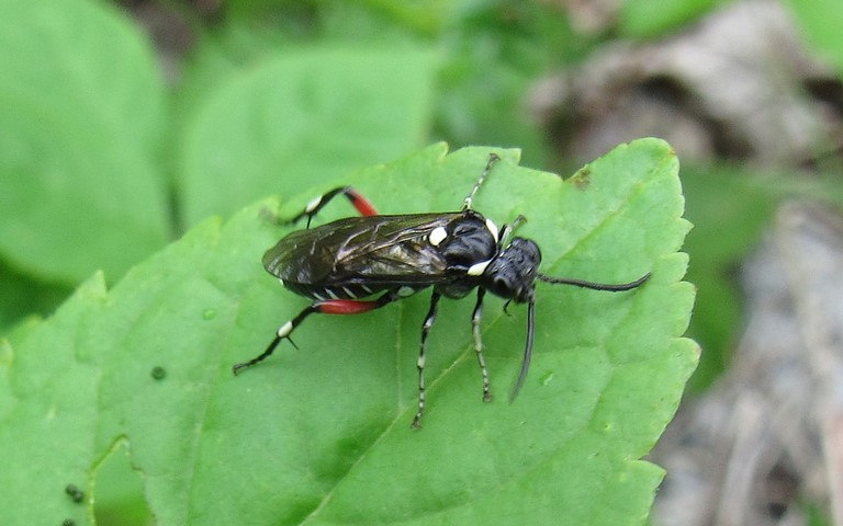 Macrophya punctumalbum