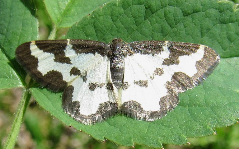 Papillons - Marginée - Lomaspilis marginata