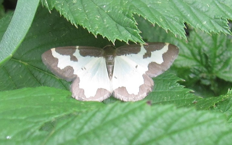 Papillons - Marginee - Lomaspilis marginata