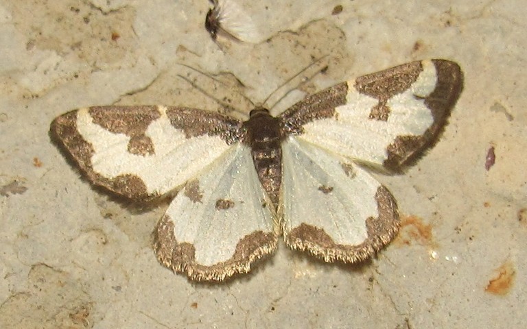 18 juin 2025 Papillons - Marginée - Lomaspilis marginata