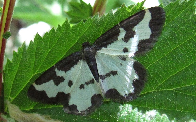 21 mai 2020 Papillons - Marginée - Lomaspilis marginata