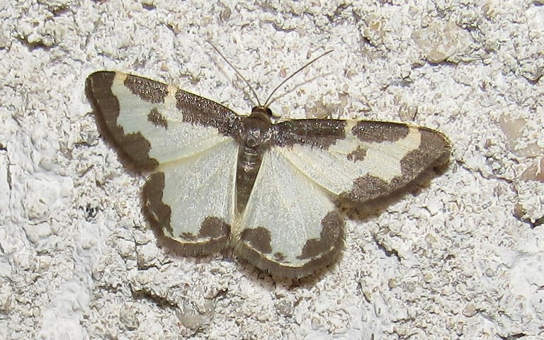 Papillons - Marginée - Lomaspilis Marginata
