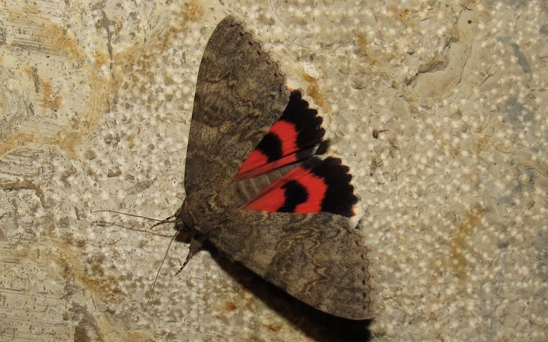 Papillons - La mariée ou la lichénée rouge - Catocala nupta