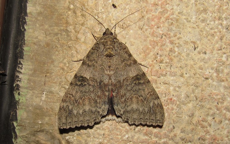 Papillons - La mariée ou la lichénée rouge - Catocala nupta