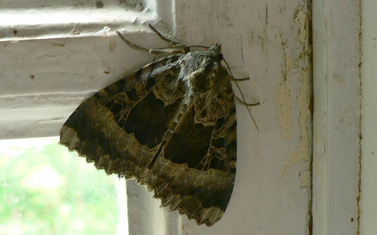 Papillons - La maure - Mormo maura