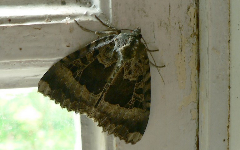 Papillons - La maure - Mormo maura