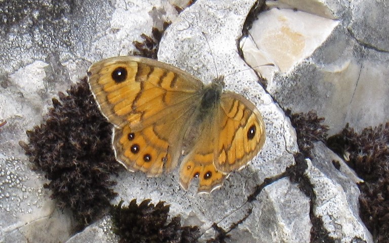 Papillons - Mégère - Lasiommata megera