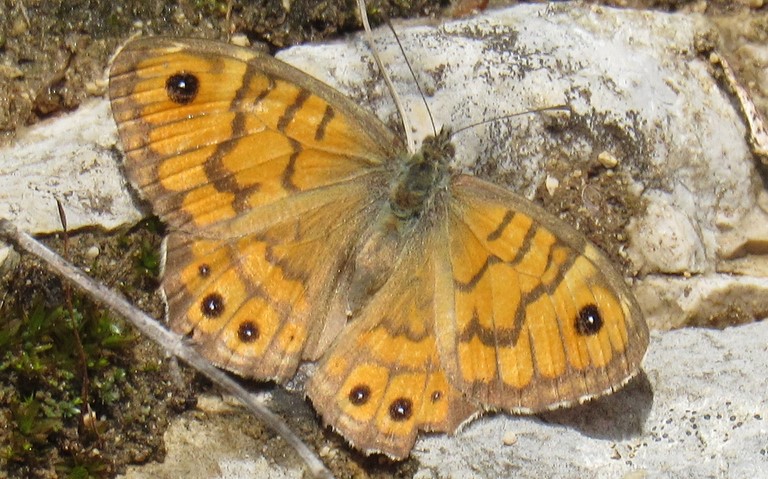 Papillons - Mégère - Lasiommata megera