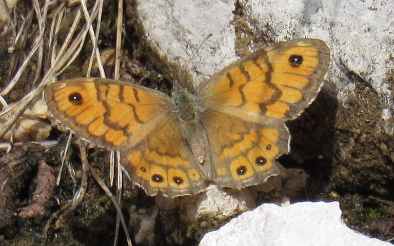 Papillons - Mégère - Lasiommata megera