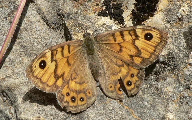 Papillons - Mégère - Lasiommata megera