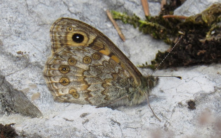 Papillons - Mégère - Lasiommata megera