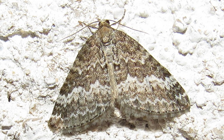 Papillons -Mélanippe affligée - Spargania luctuata 
