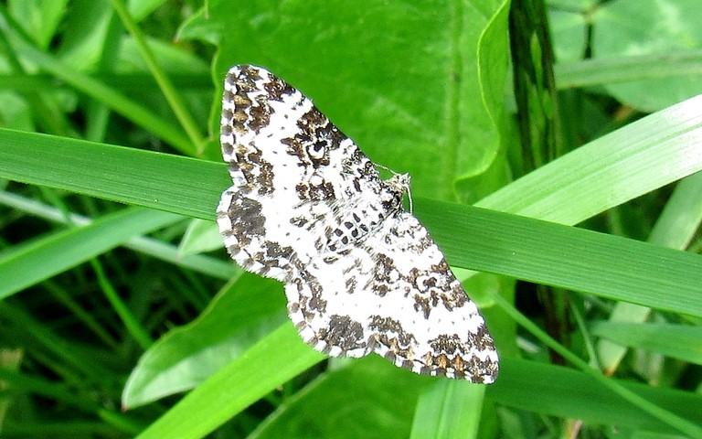 Papillons - Melanippe triste - Epirrhoe Tristata