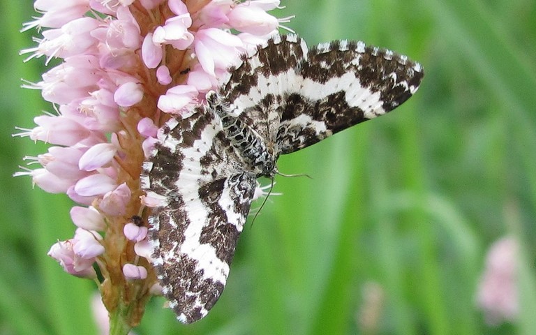 Papillons - Melanippe triste - Epirrhoe Tristata