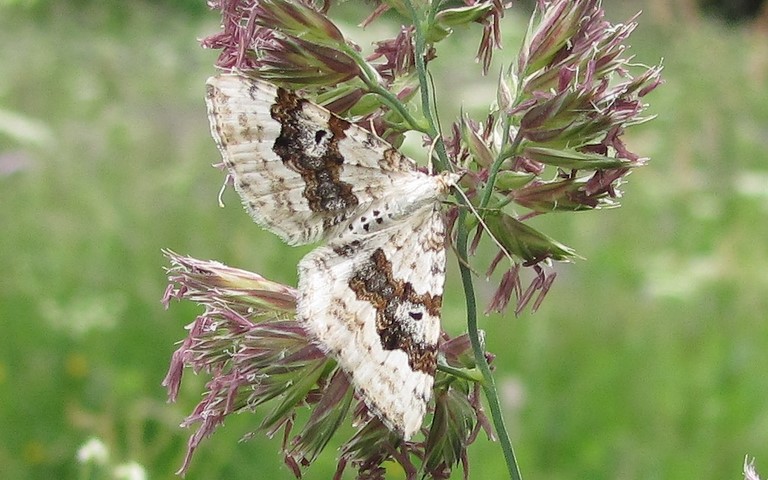Papillons - Melanthie montagnarde - Xanthorhoe Montanata