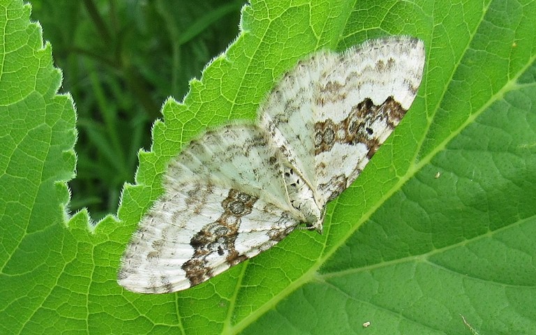 Papillons - Mélanthie montagnarde - Xanthorhoe montanata