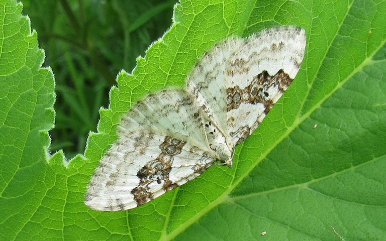 Papillons - Mélanthie montagnarde - Xanthorhoe Montanata