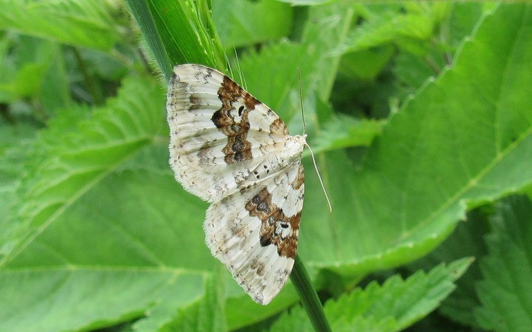 Papillons - Mélanthie montagnarde - Xanthorhoe montanata