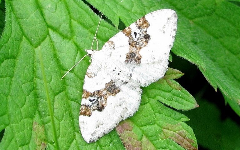 Papillons - Mélanthie montagnarde - Xanthorhoe montanata