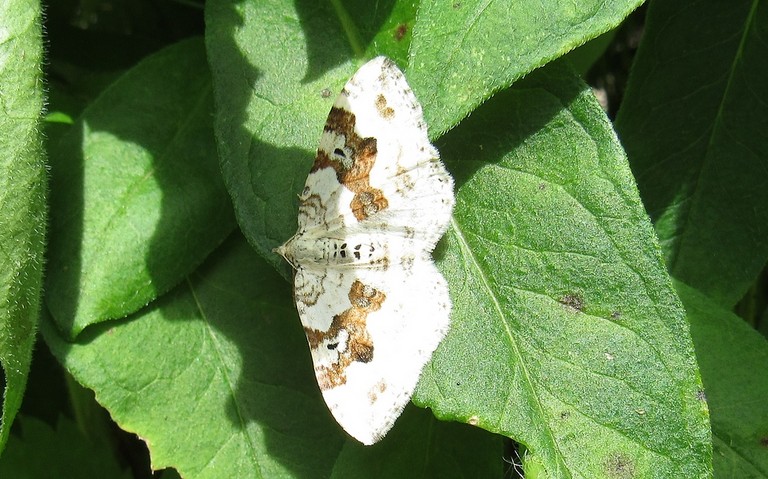 Papillons - Mélanthie montagnarde - Xanthorhoe montanata