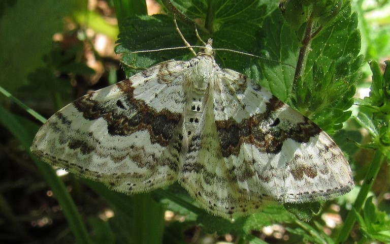 Papillons - Mélanthie montagnarde - Xanthorhoe montanata