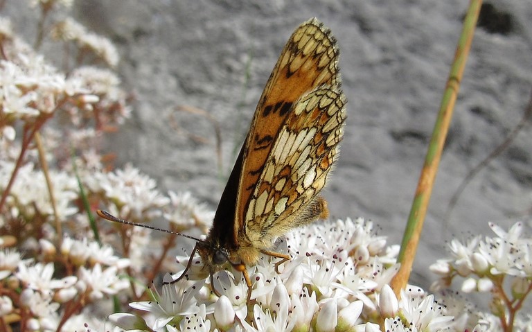 Papillons - Melitaea sp.