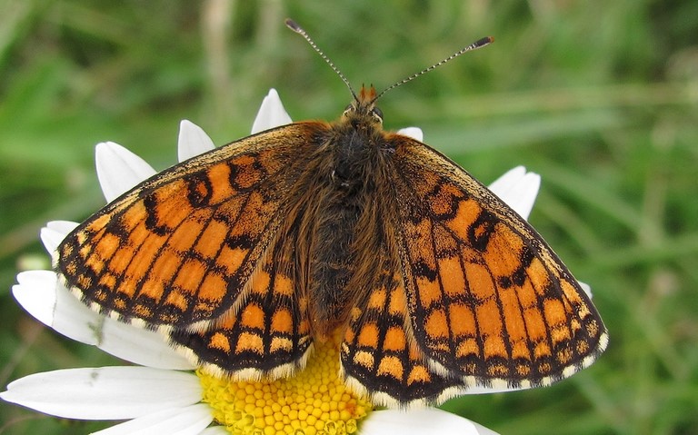 Papillons - Melitaea sp.