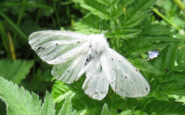 papillons - la mendiante - Diaphora mendica - femelle