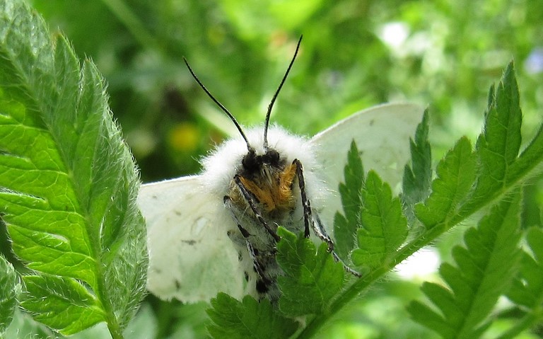 papillons - la mendiante - Diaphora mendica - femelle