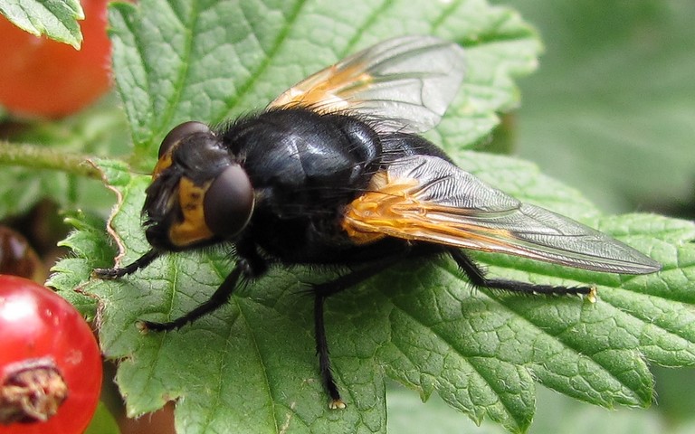 Mouches - muscoides - Mésembrine du midi - Mesembrina meridiana