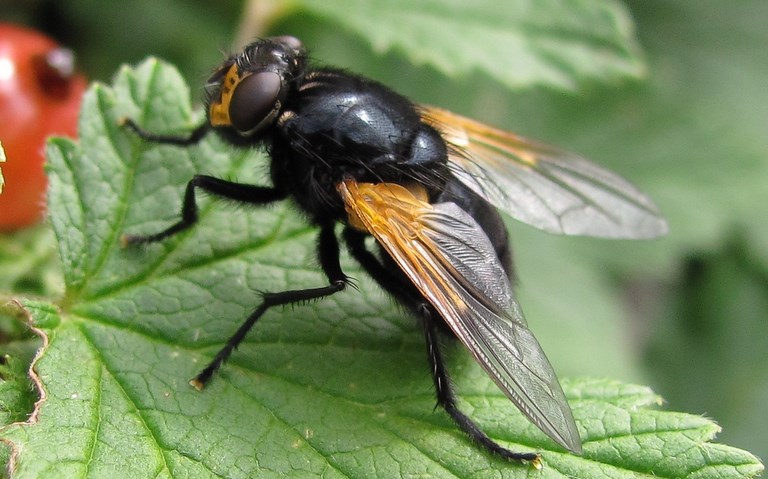 Mouches - muscoides - Mesembrine du midi - Mesembrina meridiana