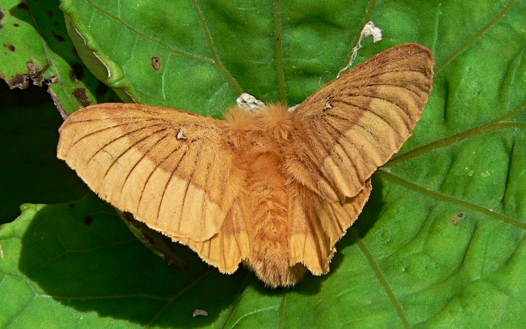Papillons - Minime à bande jaune - Lasiocampa quercus