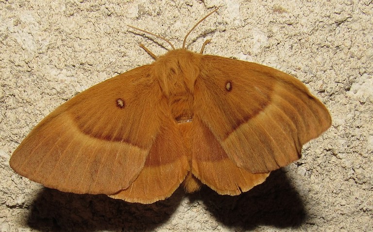 Papillons - Minime à bande jaune - Lasiocampa quercus