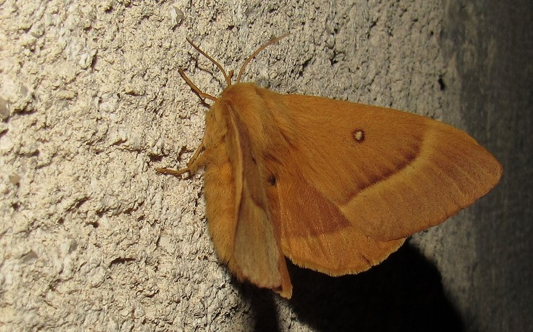 Papillons - Bombyx du chêne - Lasiocampa quercus