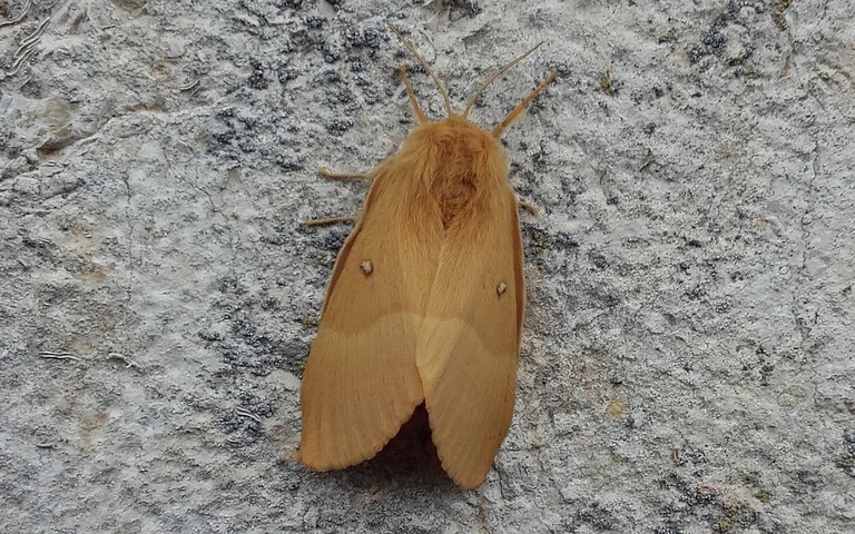 Papillons - Bombyx du chêne - Lasiocampa quercus