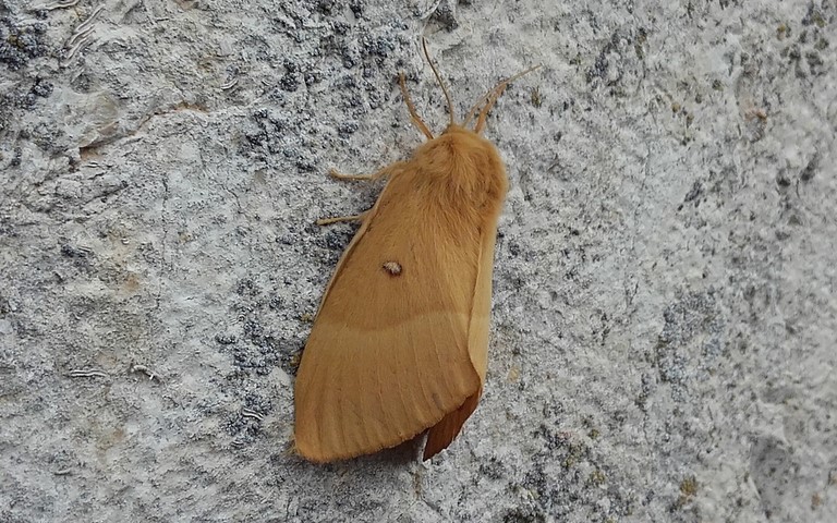 Papillons - Minime à bande jaune - Lasiocampa quercus