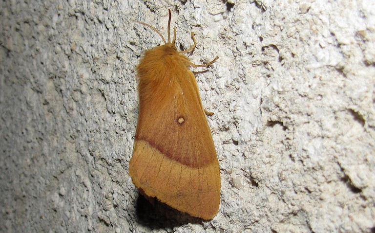 Papillons - Minime à bande jaune - Lasiocampa quercus