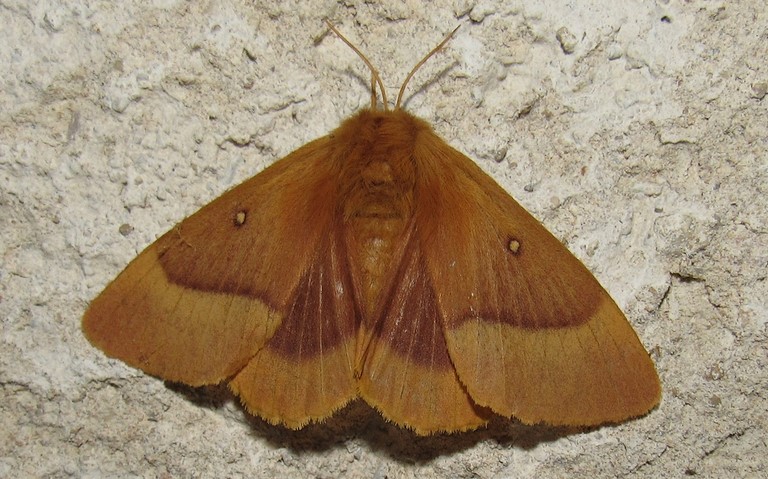 Papillons - Minime à bande jaune - Lasiocampa quercus