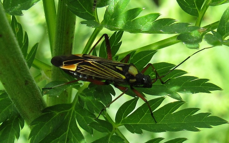15 juin 2025 Punaise - Miris striatus