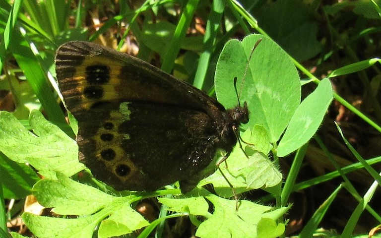 Papillons - Moiré blanc fascié - Erebia ligea
