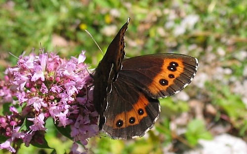 Papillons - Moiré blanc fascié - Erebia ligea 