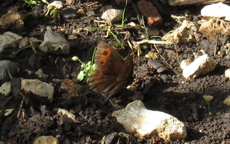 Papillons -Le moiré des fétuques - Erebia meolans