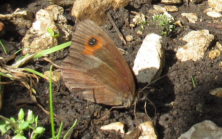 Papillons -Le moiré des fétuques - Erebia meolans