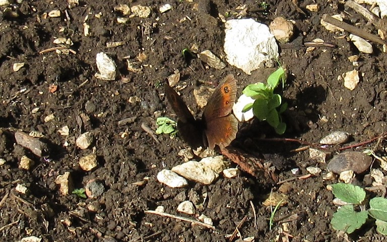 Papillons -Le moiré des fétuques - Erebia meolans